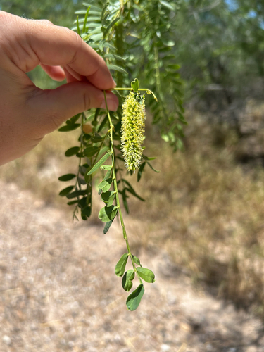 honey mesquite
