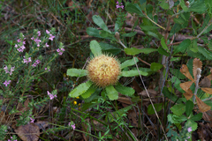 Banksia ornata