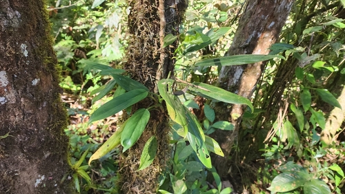Philodendron hatschbachii