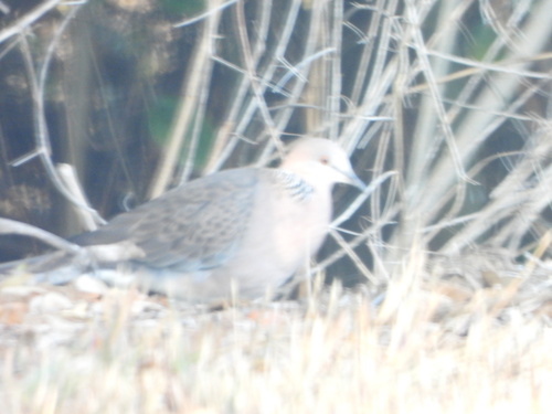 Spotted Dove