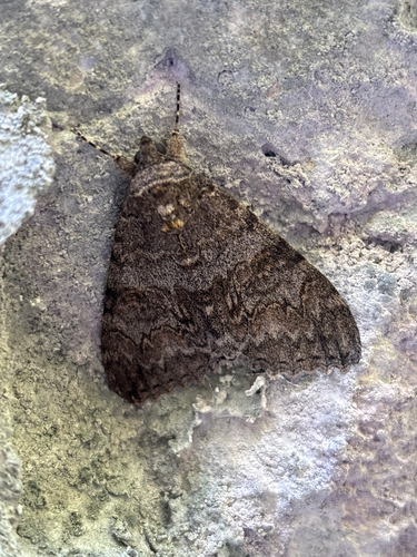 Red Underwing