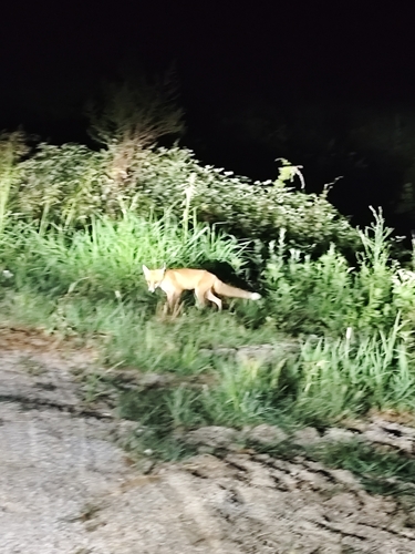 Red Fox