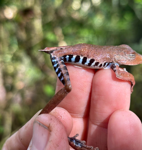 Blue-flanked Treefrog, Boana calcarata