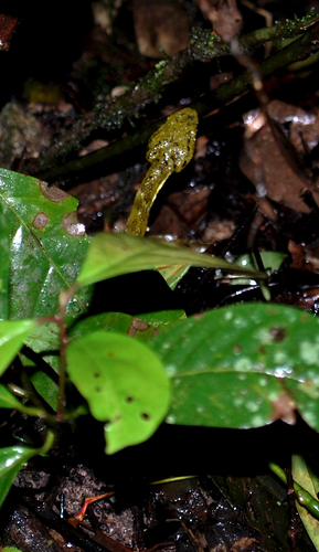 Shah's Eyelash-Viper