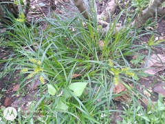 Cyperus hermaphroditus