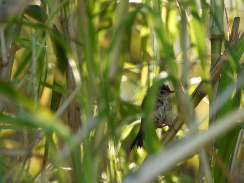 Golden-headed Cisticola