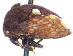 Campylocentrus