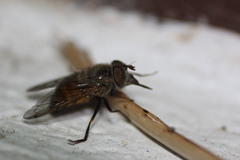 Copestylum haagii