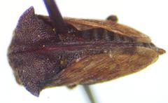 Campylocentrus