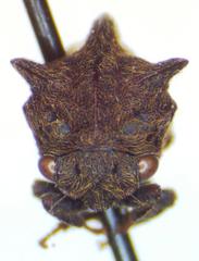 Campylocentrus