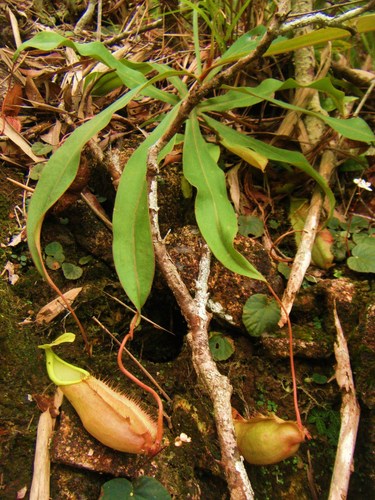 Nepenthes chang