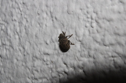 Gerstaeckeria