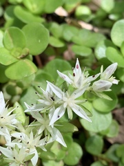 Sedum ternatum