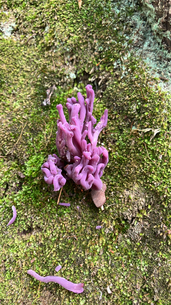 violet coral