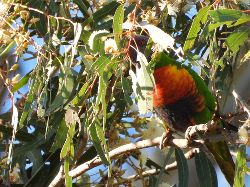 Rainbow Lorikeet