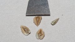 Cryptantha pterocarya pterocarya