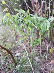 Polygonatum multiflorum