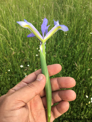 Iris xiphium