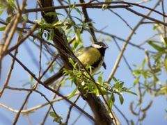 Parus major