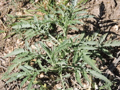 Ambrosia grayi