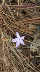 Pseuderanthemum praecox