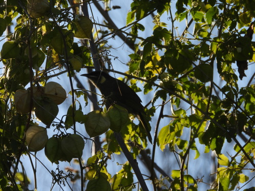 Lewin's Honeyeater