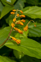 Globba marantina