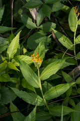 Globba marantina