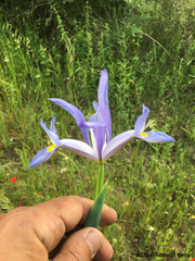 Iris xiphium