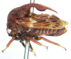 Campylocentrus