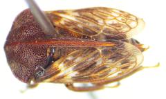 Campylocentrus