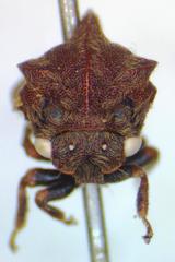 Campylocentrus