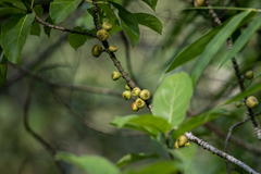 Ficus racemosa
