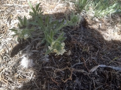 Lithospermum ruderale