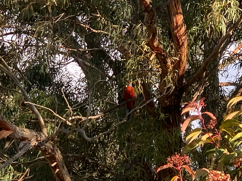 Crimson Rosella