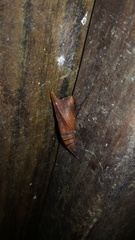 Graphium doson postianus