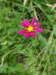 Cosmos parviflorus