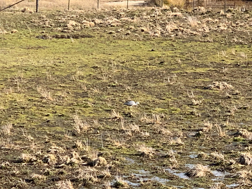 White-faced Heron