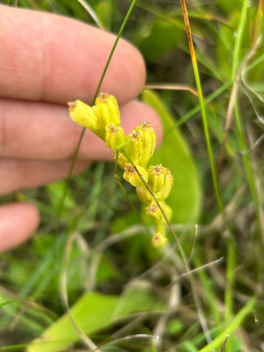 fen orchid