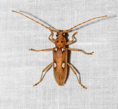 Eburia quadrigeminata