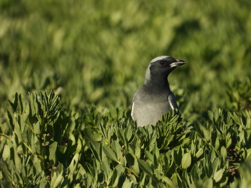 Black-faced Cuckooshrike