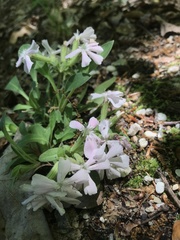 Silene caroliniana