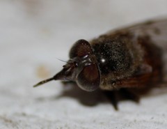 Copestylum haagii
