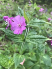 Silene dioica