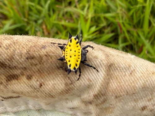 Spinybacked Orbweaver