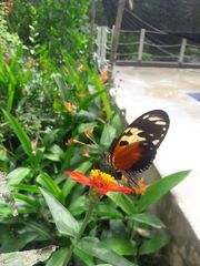 Heliconius hecale melicerta