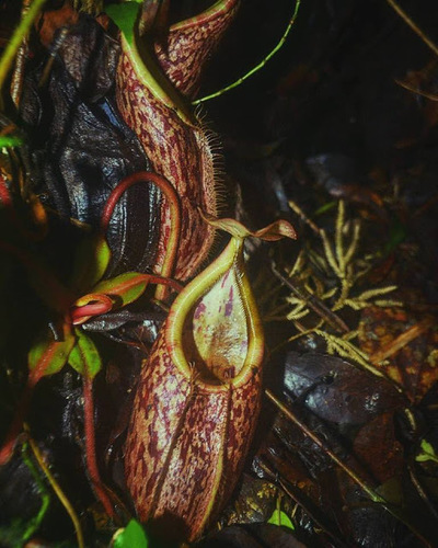 Nepenthes diatas