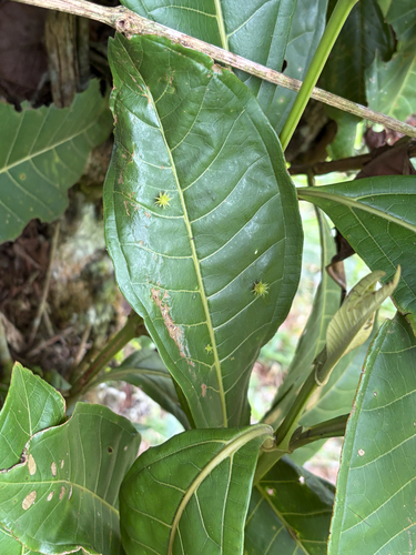 Miconia trinervia