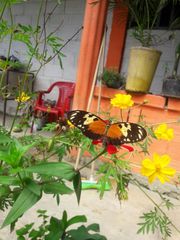 Heliconius hecale melicerta