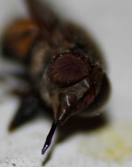 Copestylum haagii